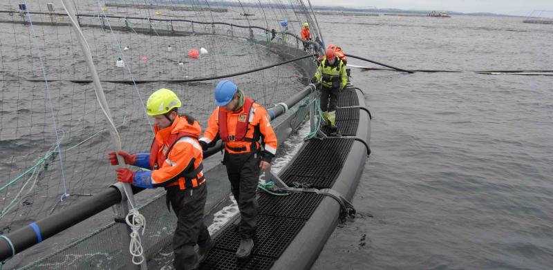 Inspection of a cage ring