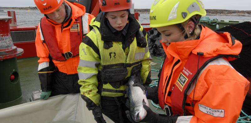 Students are inspecting a salmon