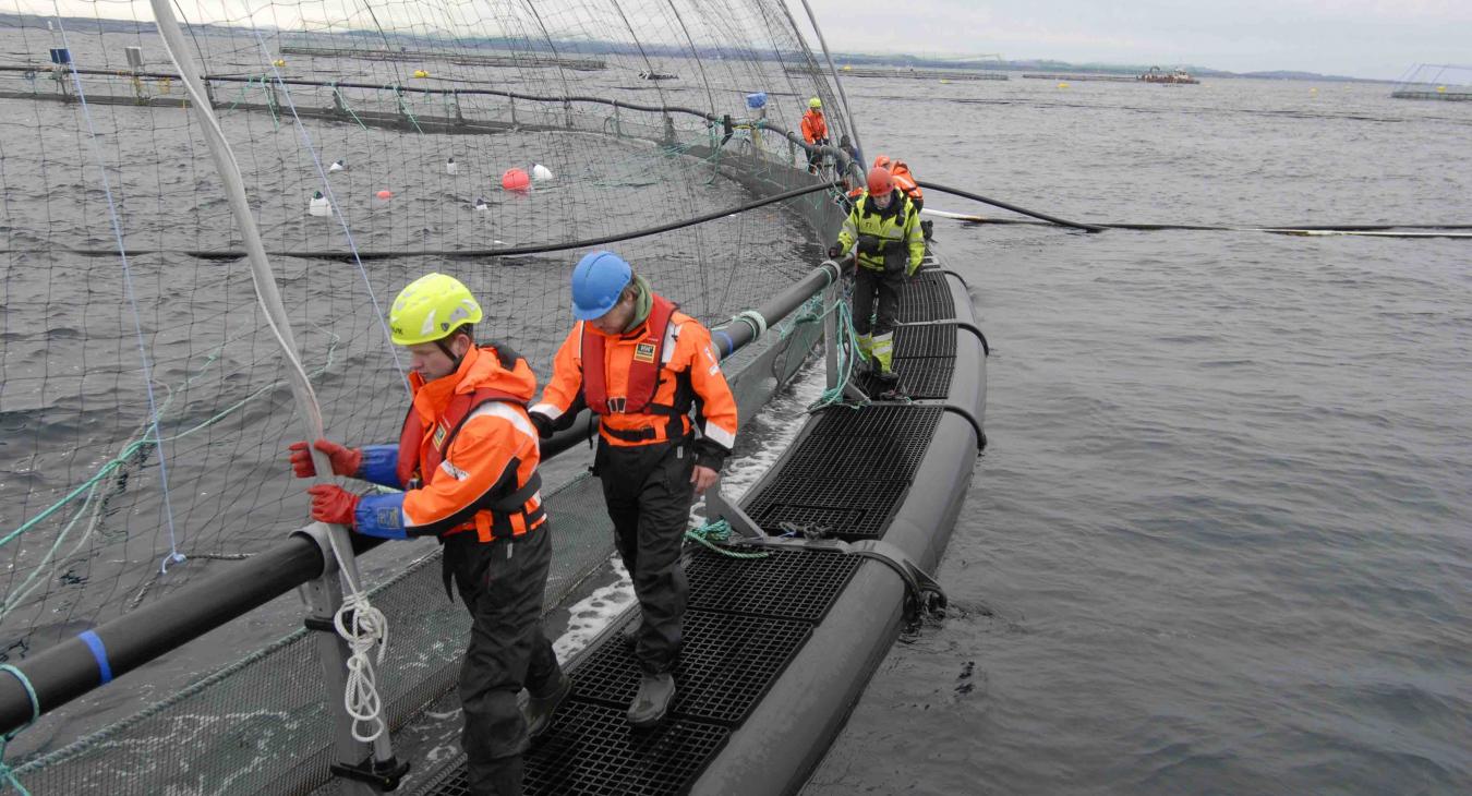 Inspection of a cage ring