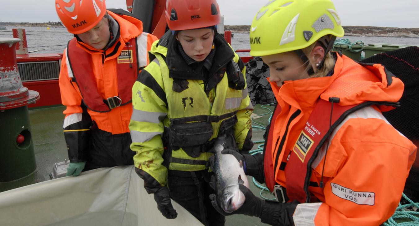 Students are inspecting a salmon