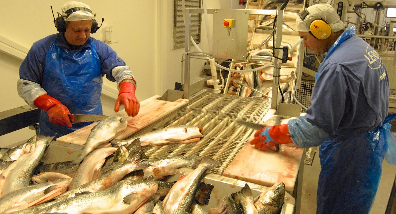 Processing the salmon Fish farming